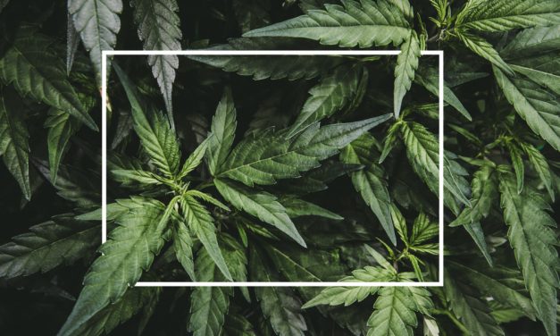 Hemp is the New Oak: America’s First Hemp “Wood” Factory is Being Built