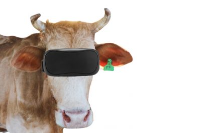 Cows on Russian Farm Get Fitted with VR Goggles to Increase Milk Production