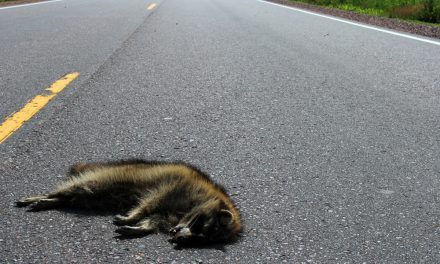 Residents Outraged After Video Shows Cop Killing Raccoon by Repeatedly Running It Over