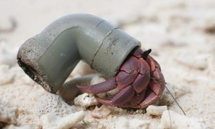 Half A Million Hermit Crabs Found Dead From Plastic Pollution