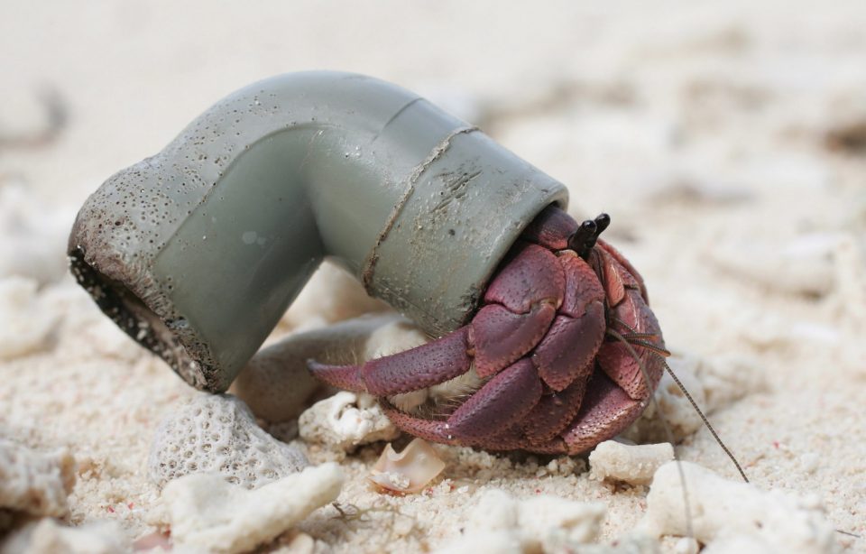 Half A Million Hermit Crabs Found Dead From Plastic Pollution