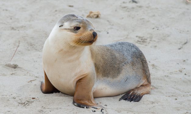 Watch This Baby Sea Lion Fight Off Sleep After Being Rescued From a Parking Garage