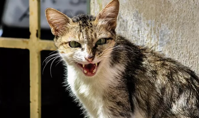 NEWSWEEK: Feral Cats Break Into Body Farm to Eat Decomposing Human Corpses