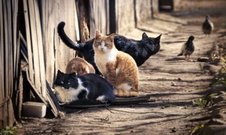 NEWSWEEK: Feral Cats Break Into Body Farm to Eat Decomposing Human Corpses