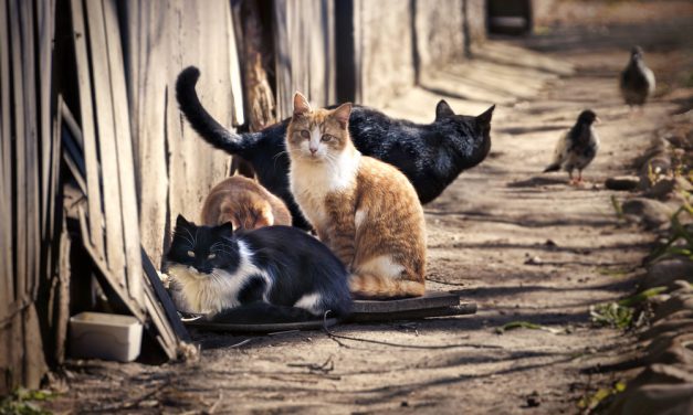 NEWSWEEK: Feral Cats Break Into Body Farm to Eat Decomposing Human Corpses
