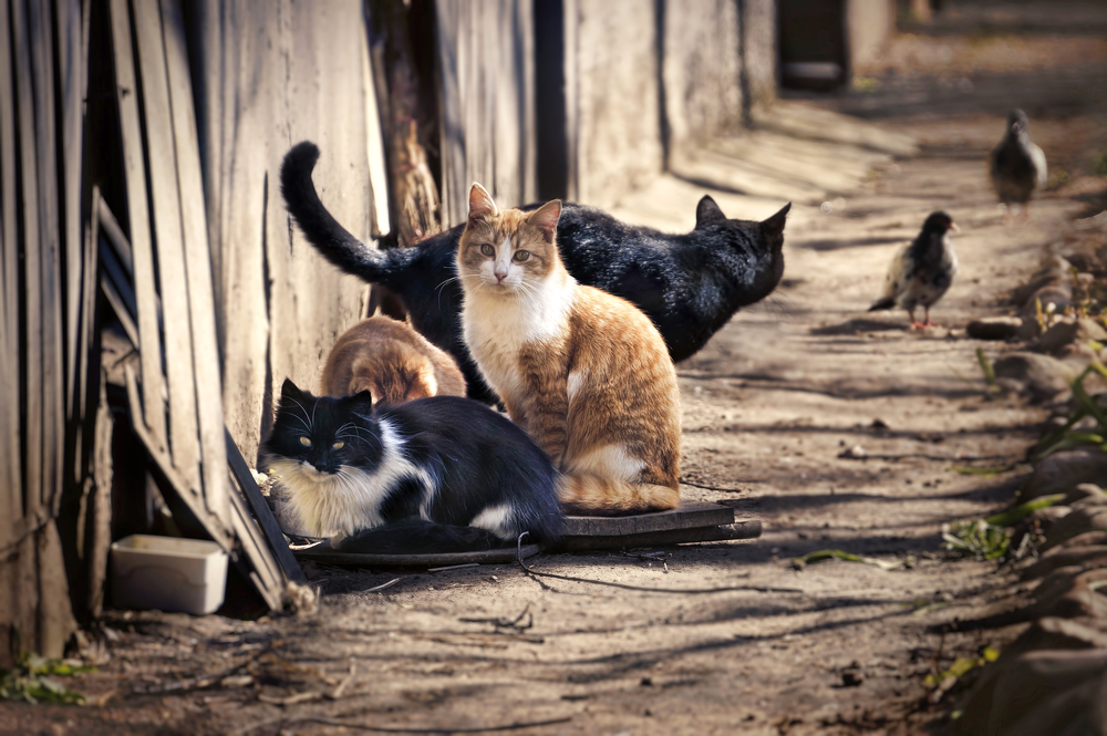 Newsweek Feral Cats Break Into Body Farm To Eat Decomposing Human Corpses