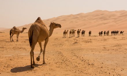 Independent: Australia: More than 10,000 camels to be shot because they drink too much water