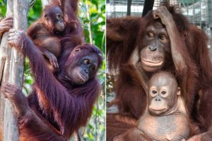 Kellogg's changes palm oil policy after sisters' petition