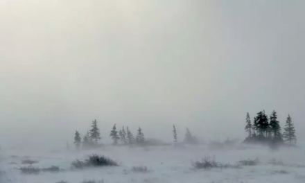 Alaskan Children Lost In Snow Storm Found Alive, Huddled Around 2-Year Old