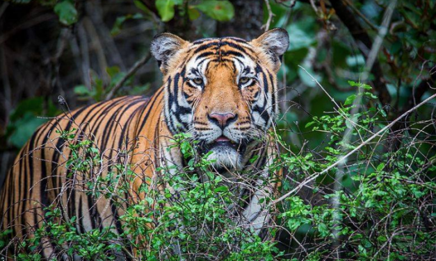 Couple Has Been Buying Land Near a Tiger Reserve and Letting Forest Grow Back so Big Cats Can Roam