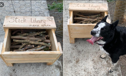After Noticing Lack of Good Sticks At Park, Dad Turns Old Tree Branches into ‘Stick Library’ for Neighborhood Dogs