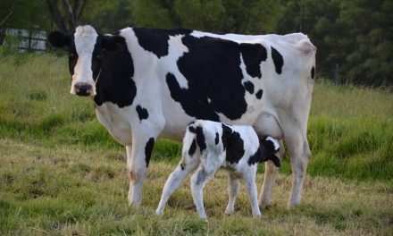 Rescued Dairy Cow Hides Newborn Because She Thinks All Humans Steal Calves