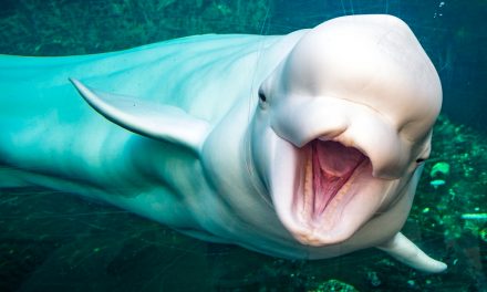 AP: Groups Give Notice They Will Sue to Protect Alaska’s Beluga Whales