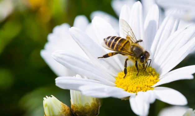 Pesticides Permanently Damage the Brains of Baby Bees, New Research Finds