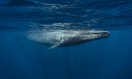 Critically Endangered Blue Whales Make “Unprecedented” Comeback Off Antarctica Coast