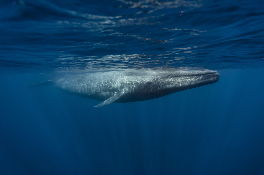 Critically Endangered Blue Whales Make “Unprecedented” Comeback Off Antarctica Coast