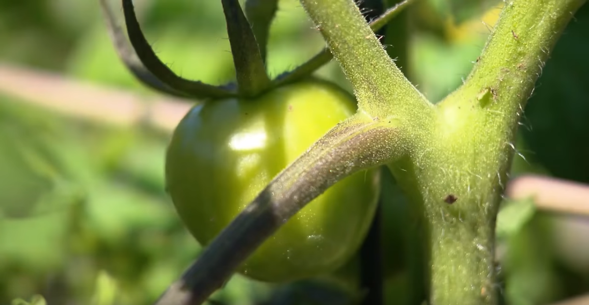 CBS Explains How Vegetables are Selling Out for Victory Gardens as Food Shortages Loom