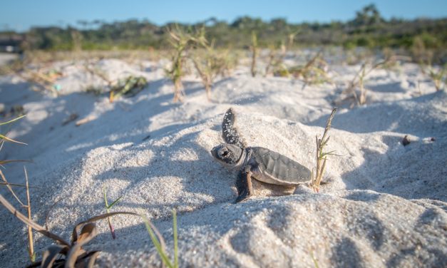 CNN: Sea Turtles are Thriving as Coronavirus Lockdown Empties Florida Beaches