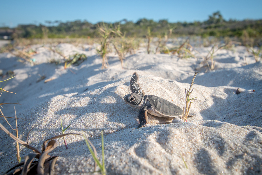 CNN: Sea Turtles are Thriving as Coronavirus Lockdown Empties Florida Beaches