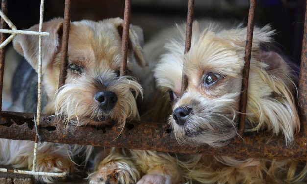 NC program rehabs puppy mill survivors paralyzed by fear