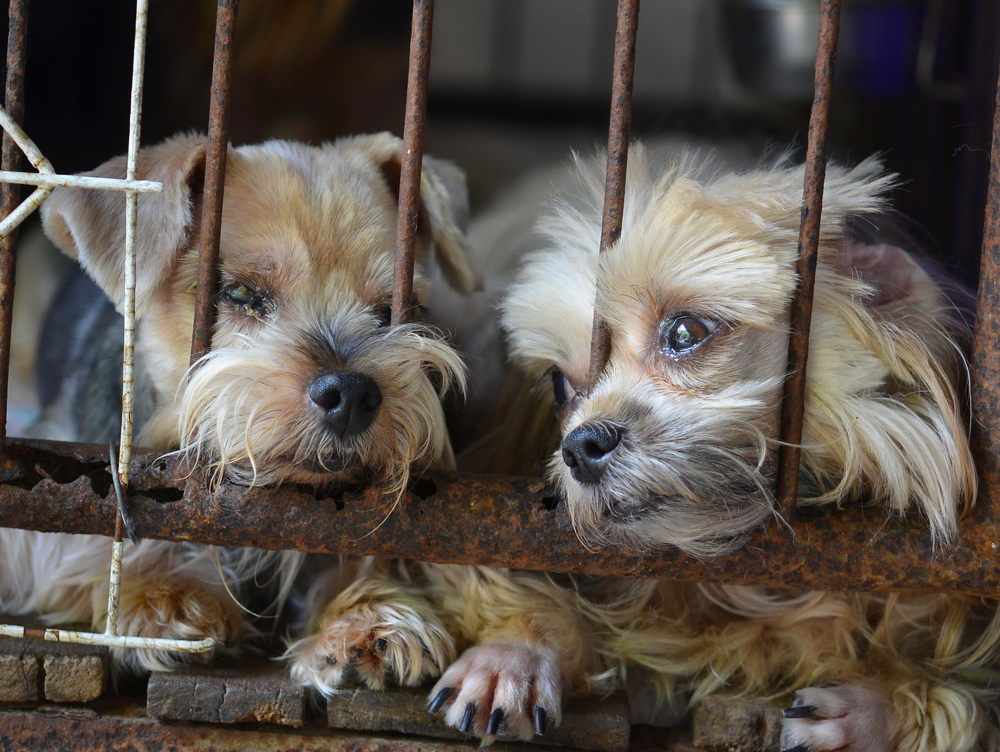 NC program rehabs puppy mill survivors paralyzed by fear