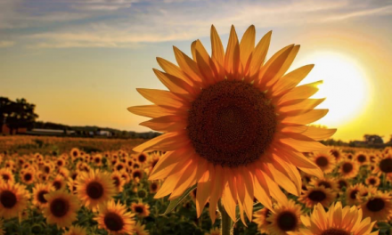 A Farmer Planted Over 2 Million Sunflowers to Provide a Respite During This Rough Year