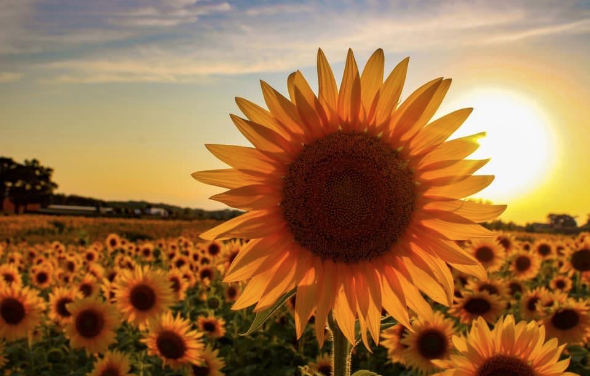 A Farmer Planted Over 2 Million Sunflowers to Provide a Respite During This Rough Year