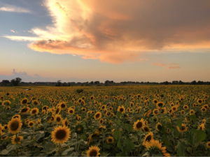 A farmer planted over 2 million sunflowers to provide a respite during this rough year